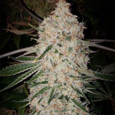 Pluto Cut RF3 Auto