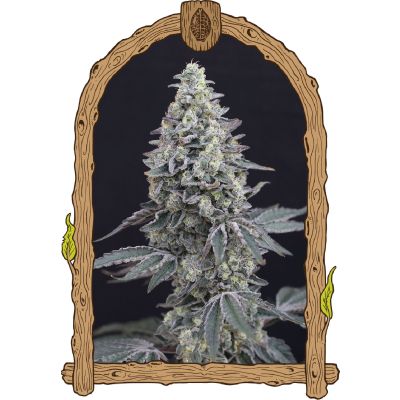 Georgia Cream Auto