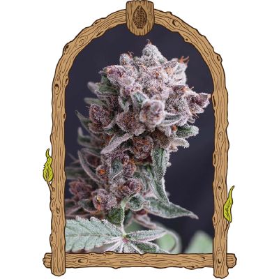 Tangie Smasher Auto