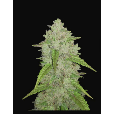 Original Amnesia Haze Auto