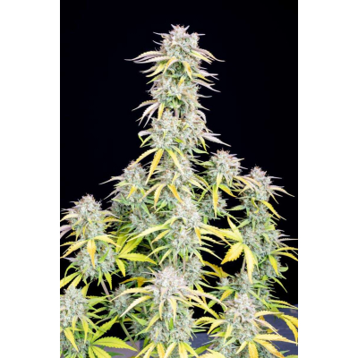 Original Big Bud Auto