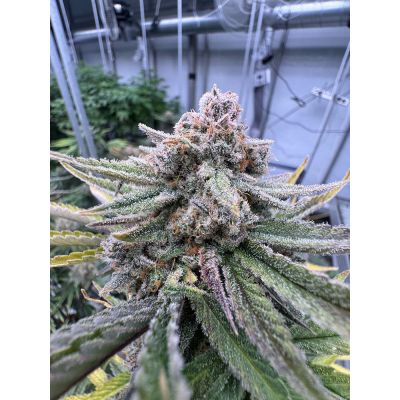 Cherry Cola RF3 Auto