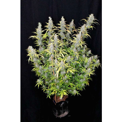 G14 Auto