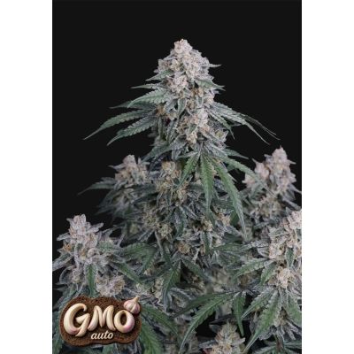 GMO Auto