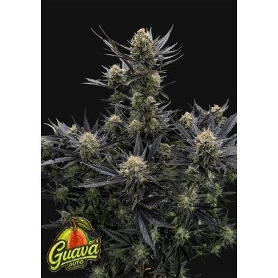 Frostbanger F4 Auto