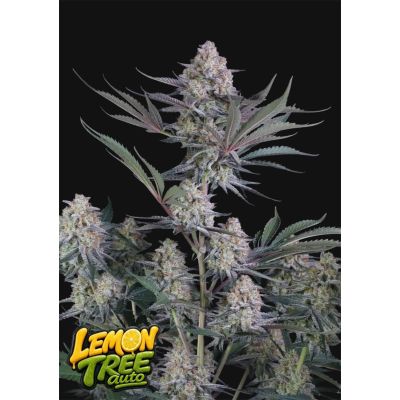 Lemon Tree Auto