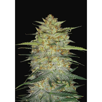 Original OG Kush Auto