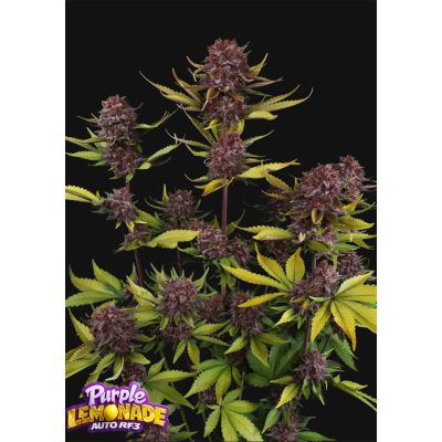 Purple Lemonade RF3 Auto