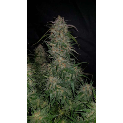 Smoothie Auto