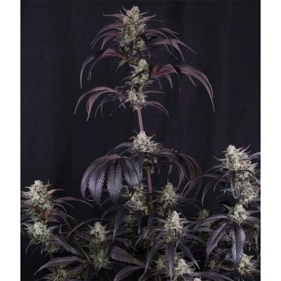 Strawberry Gorilla RF3 Auto