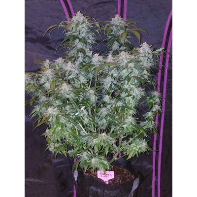 Tangie Auto