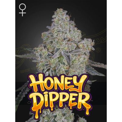 Honey Dipper Feminisiert