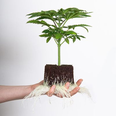 Mimosa F1 Hanfsämling Seeds24 Original