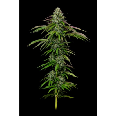 Garlic Budder Auto