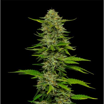 One Love Sativa Feminisiert