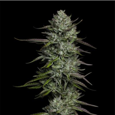Redemption Indica Feminisiert