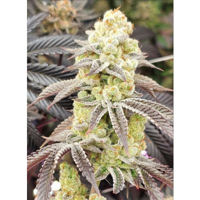 Aurelium Feminisiert