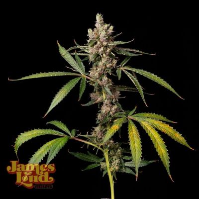 Frosted Biscotti Auto