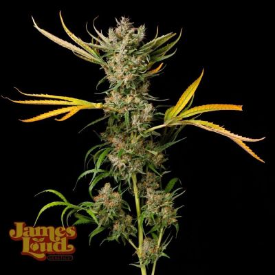 Banana Cough Regulär