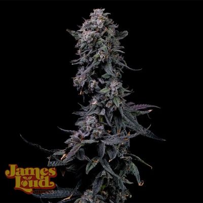Bumpboxx Kush Feminisiert