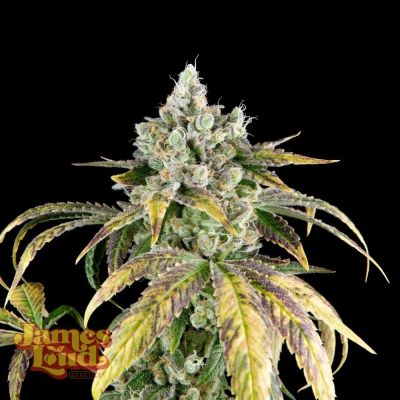 Gorilla Cookies OG Auto