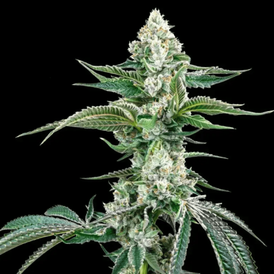 OG Kush F4 IBL Auto
