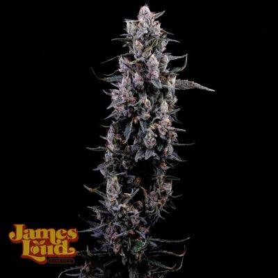 Sour Grape Diesel Feminisiert