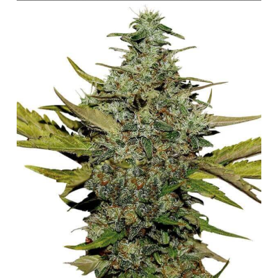 G13 Skunk Regulär