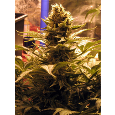 G13 Widow Regulär