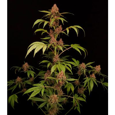Banana Purple Auto