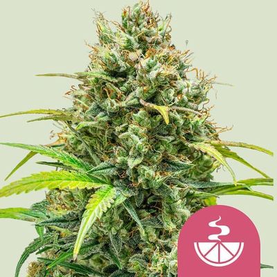 Lemon Skunk Feminisiert