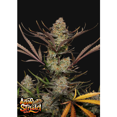 Apple Strudel Auto