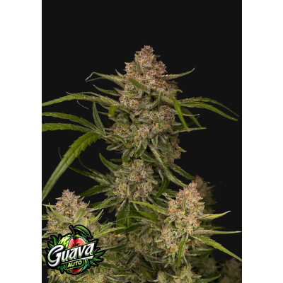 Guava Auto