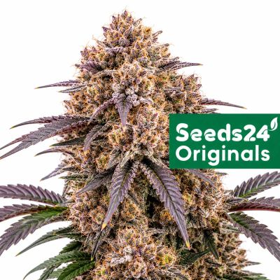Apple Fritter Auto
