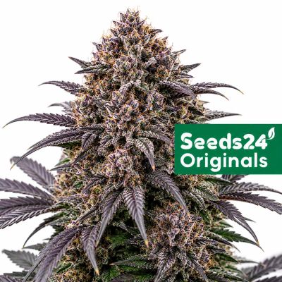 Blackberry Auto