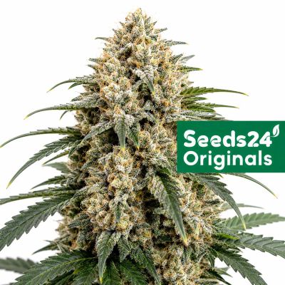 Chemdog Auto