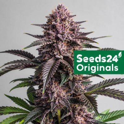 Purple Punch F1 Feminisiert