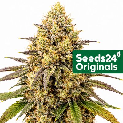 Sherbet Auto