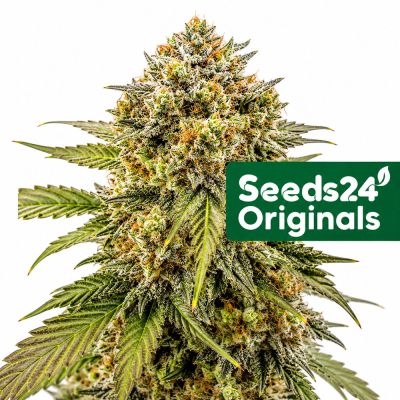Sweet Afghan Delicious F1 Auto