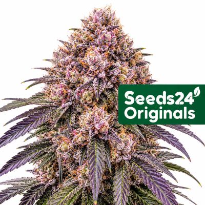 Zkittlez x Purple Punch F1 Auto