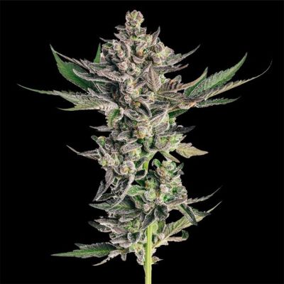 Northern Lights 99 (Brothers Grimm Collab) Feminisiert