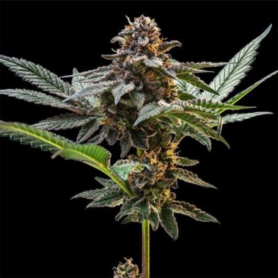 Jelly Cake Feminisiert