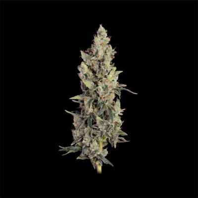 Lilac Cookies Auto