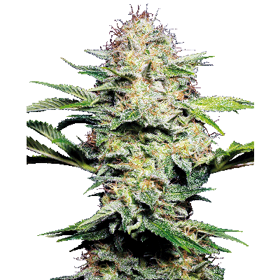 Sensi Skunk Automatic