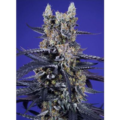 Super Boof XL Auto