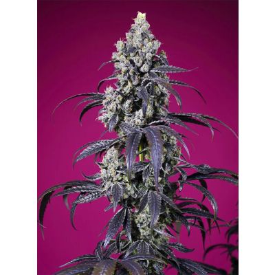 Tropicanna Cherry XL Auto