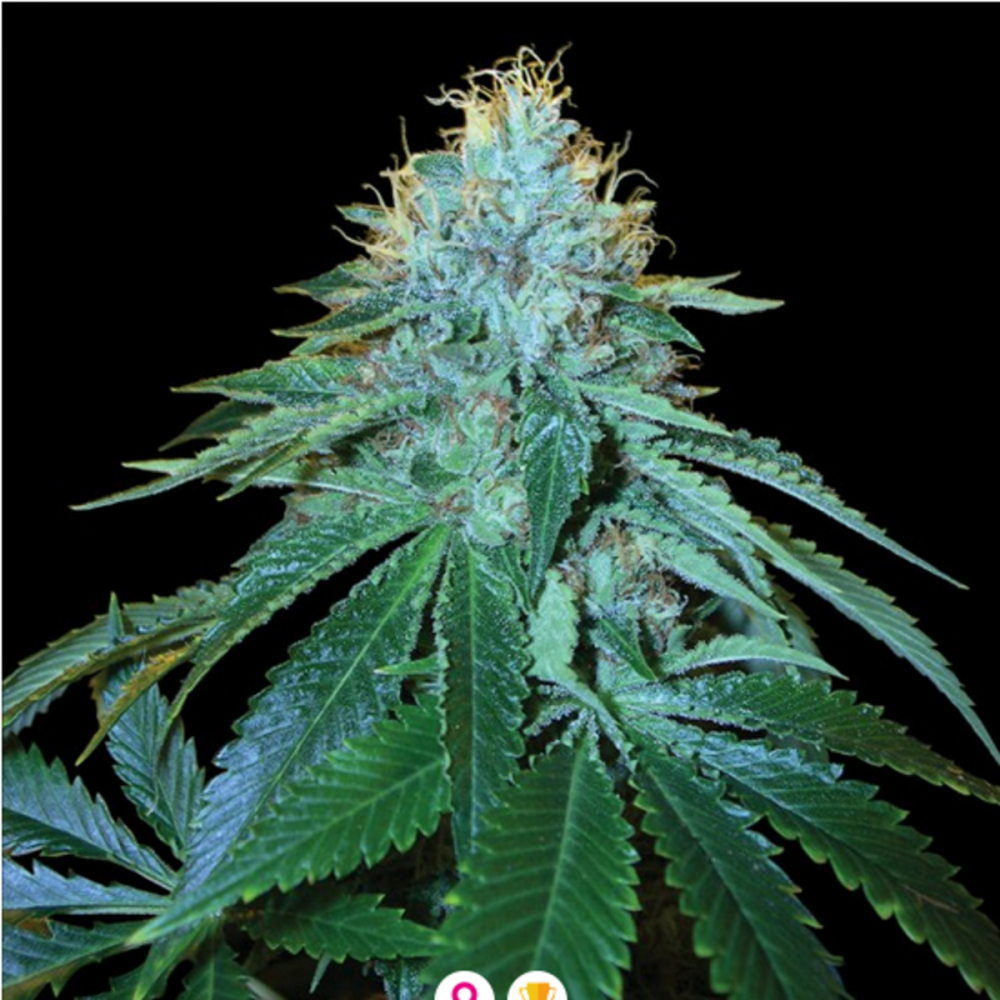 Reserva Privada The OG #18 Feminisierte Hanfsamen