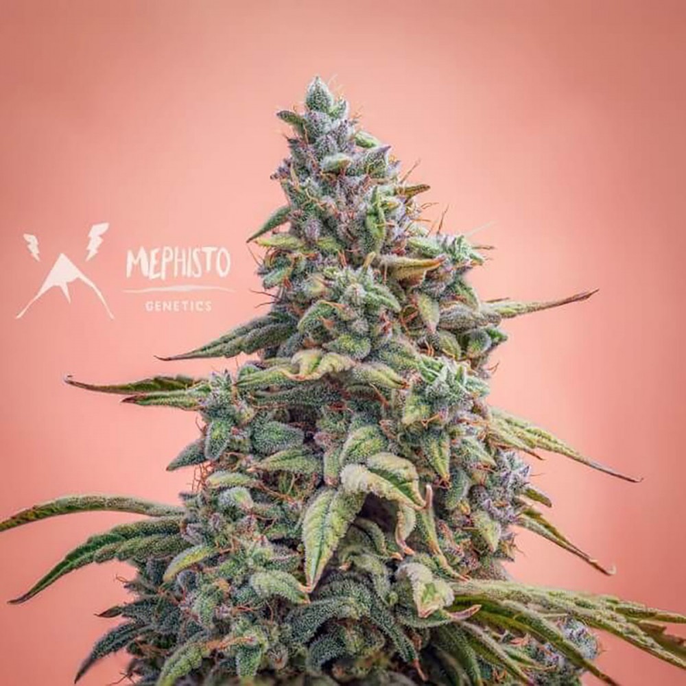 Mephisto Genetics Canna-Cheese CBD 1:1  Automatic Hanfsamen