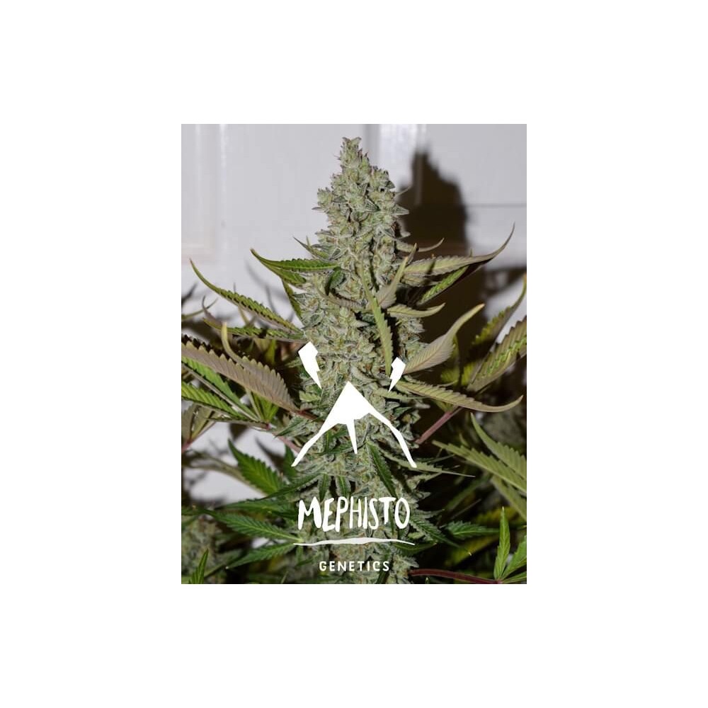 Mephisto Genetics Northern Cheese Haze Automatic Hanfsamen