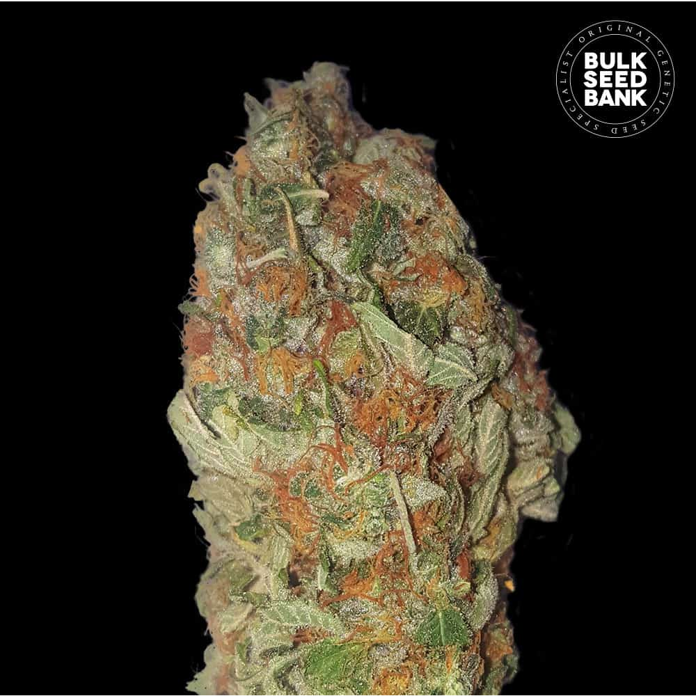 Bulk Seed Bank Green Candy Feminisierte Hanfsamen